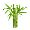 Bamboo