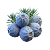 Juniper