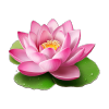 Lotus