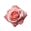 Rose Absolute